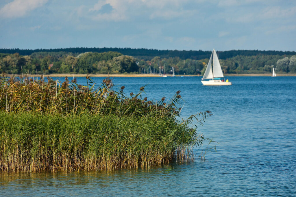 trzciny nad brzegiem jeziora na pierwszym planie, w tle niebieska woda i biały żaglowiec ilman kropki